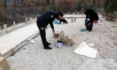 Ortaköy’de Sokak Hayvanları Unutulmadı