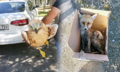 Yaban Hayvanları Tedavi Ediliyor