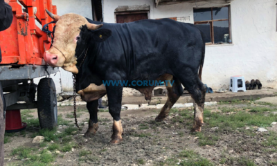 1 Tonluk Kurban Alıcısını Bekliyor