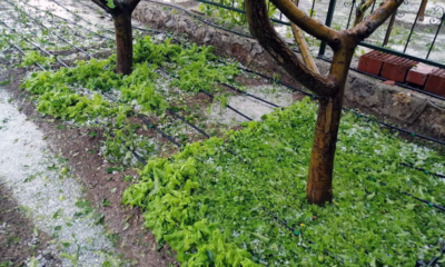 Atçalı-Palabıyık Zarar Gördü