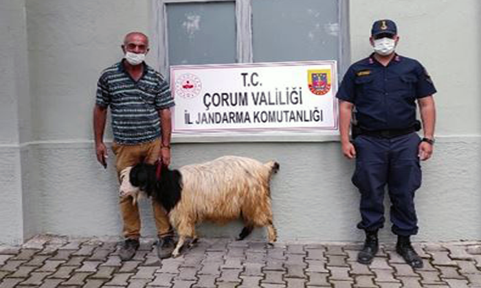 Keçiyi Kaçırdılar, Yakayı Ele Verdiler