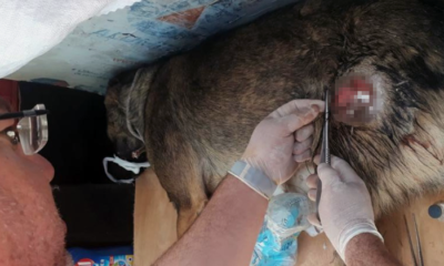 Yaralı Köpek Bakım Altına Alındı