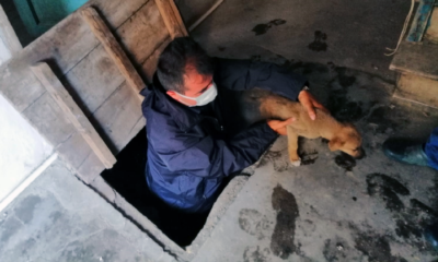 Yavru Köpeği Zabıta Kurtardı