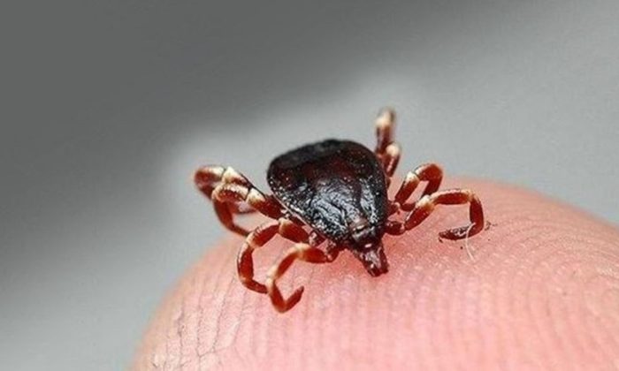 Korkutan Açıklama: Kenede Ciddi Artış Var