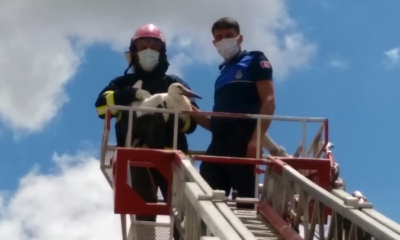 Ayağına İp Takılan Leyleği İtfaiye Ekipleri Kurtardı