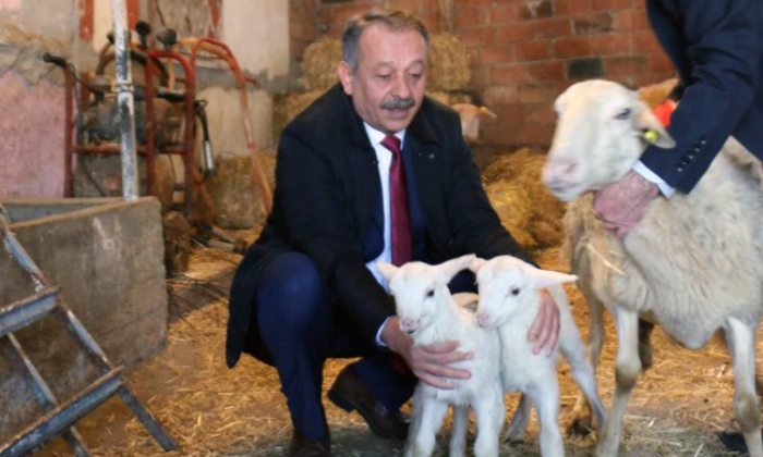 Çorum Koyunculuğu Sevdi