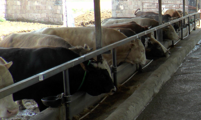 Kurban Kesim Yerleri Belirlendi