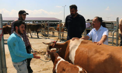 Sarı, Kurbanlık Alacakları Uyardı