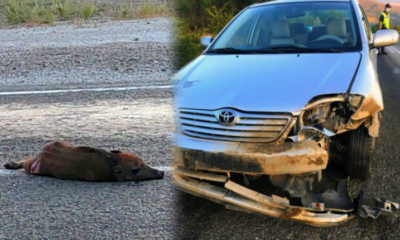 Domuz Sürüsüne Araç Çarptı