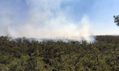Orman Yangını Güçlükle Söndürüldü