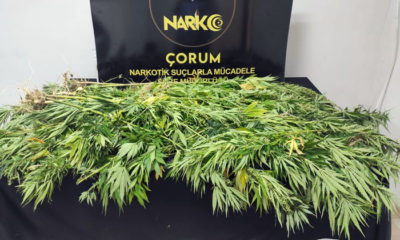 80 Kök Kenevir Ele Geçirildi