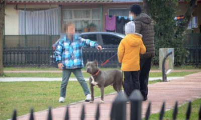 Bazı Köpek Cinslerine Yaptırım Kararı