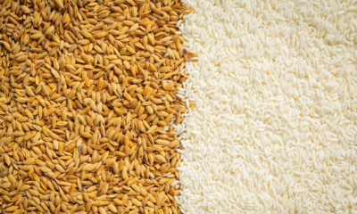 Erdoğan Açıkladı, Çeltik Alım Fiyatları Belli Oldu