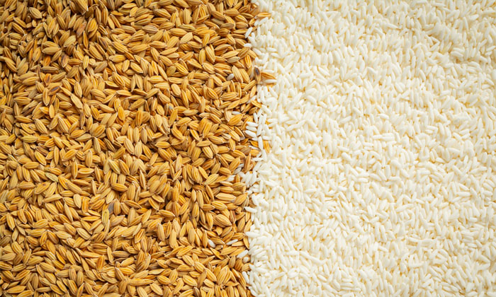 Erdoğan Açıkladı, Çeltik Alım Fiyatları Belli Oldu