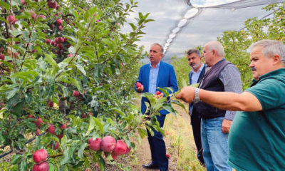 Çorum’dan 14 Ülkeye Elma İhracatı