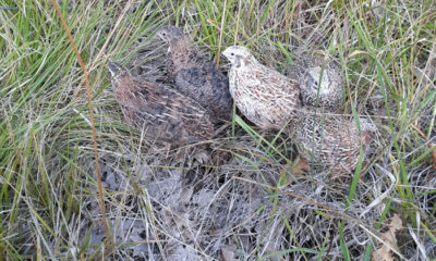 Kuluçka Makinasıyla Ürettiği Bıldırcınları Doğaya Saldı