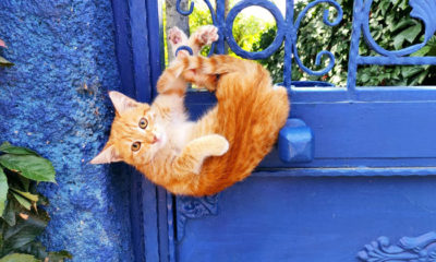 Yavru Kedi Korkuluklara Sıkıştı