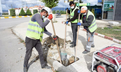 Yetişmiş Ağaçlar Toprakla Buluşuyor