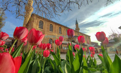 Çorum, 150 Bin Lale ve Sümbülle Süsleniyor