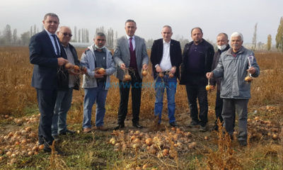 ‘Soğan Tarlada Kaldı, Üretici Zor Durumda’