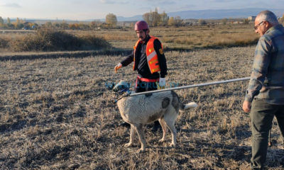 Su Kuyusuna Düşen Köpek Kurtarıldı