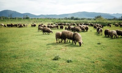 Küçükbaş Hayvan Yetiştiricilerine Destek