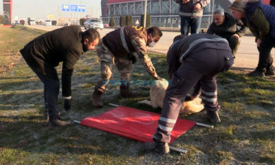 Yaralı Köpeğin Yardımına Belediye Koştu