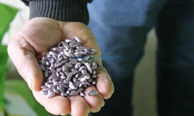 Çiftçiye Yağlık Ayçiçeği Tohumu Desteği