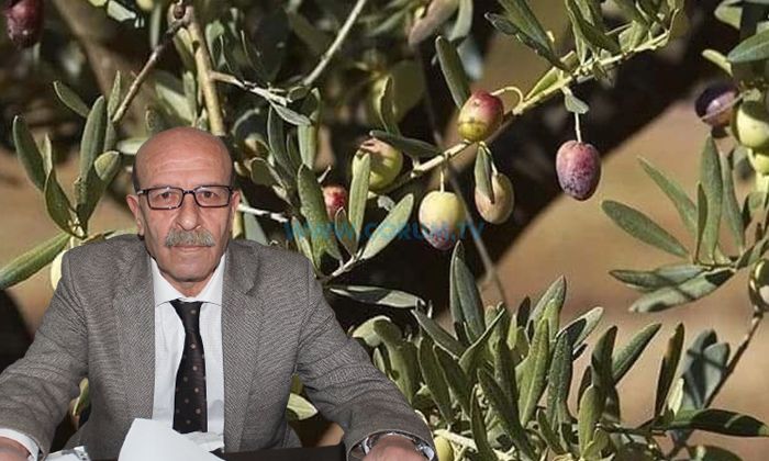 Demirer: Zeytin Hayattır, Zeytinliklere Kıymayın