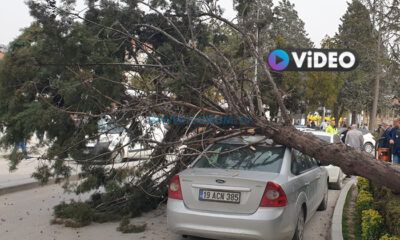 Aşırı Rüzgar Ağacı Kökünden Söktü