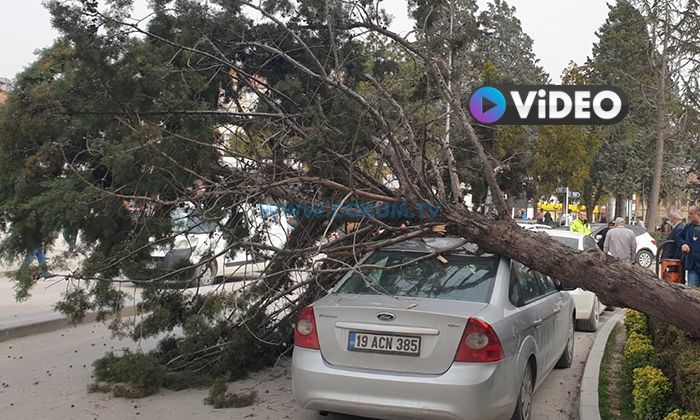 Aşırı Rüzgar Ağacı Kökünden Söktü