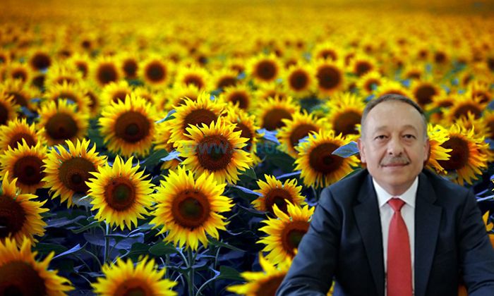 Ayçiçeğinde Hedef 100 Bin Ton Üretim