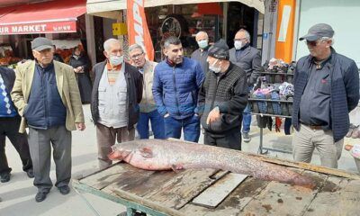 Kızılırmak’ta Dev Yayın Balığı Yakalandı