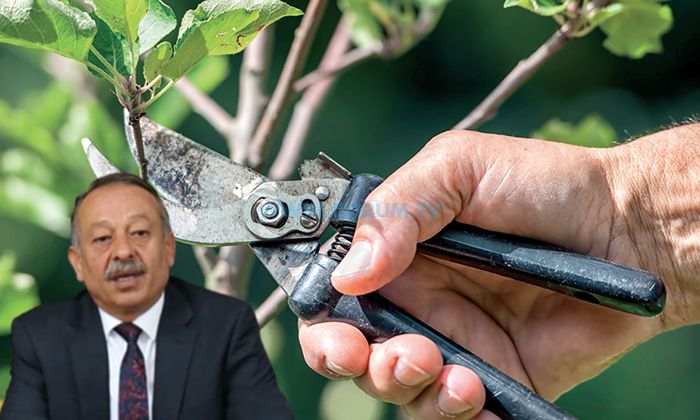 Üreticiye ‘Budama Kursu’ Verilecek