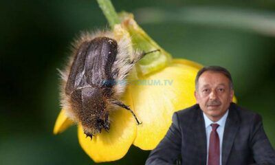 ‘Bakla Zınnısına Dikkat’