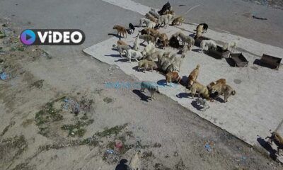 ‘Şehir Merkezine Sokak Köpeği Bıraktılar’ İddiası