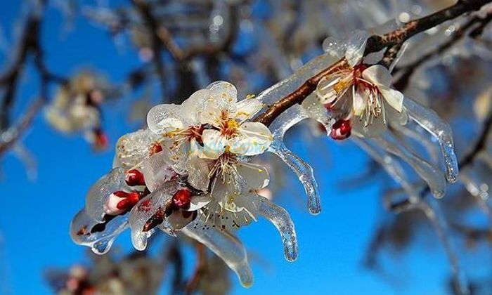 ‘Zirai Don’ Uyarısı Geldi