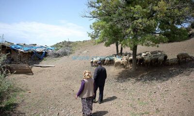 Ağıla Giren Kurtlar 11 Küçükbaş Hayvanı Telef Etti