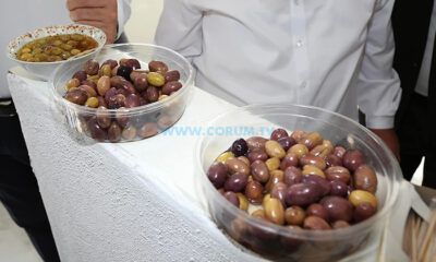 Artık Çorum’da da Zeytin Üretiyor