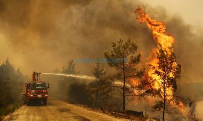 ‘Ormanlarımız Yok Olmasın’