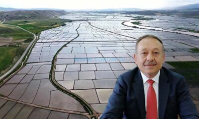 Çeltikte Yanıklık Hastalığı İle Mücadele Başlıyor