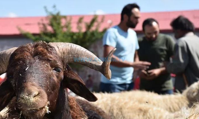 Kurban Kesecekler Dikkat, Cezası Var!
