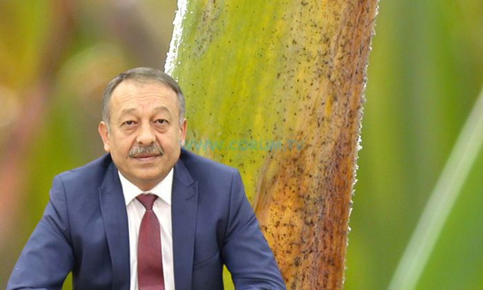 Soğan Mildiyösü Hastalığına Dikkat!