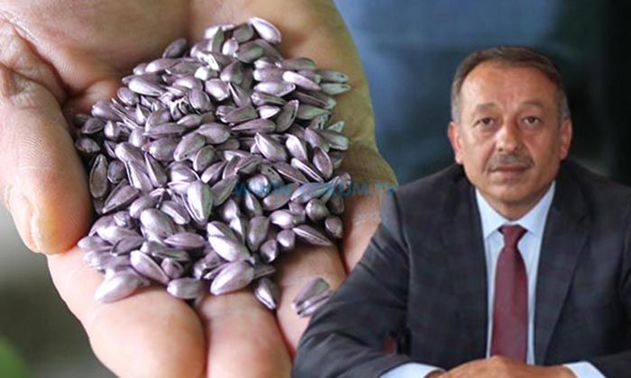 Sarı: Çorum’da Ayçiçeği Üretimi Yüzde 50 Arttı