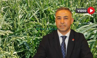 Tahtasız: Kargı’da Çeltik Arazileri Susuz Kaldı