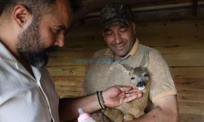 Yaralı Bulunan Yavru Karaca Doğal Ortamına Gönderildi
