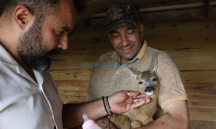 Yaralı Bulunan Yavru Karaca Doğal Ortamına Gönderildi