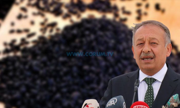 ‘Çorum, Çörekotu Üretiminde Türkiye’de Üçüncü Sırada’