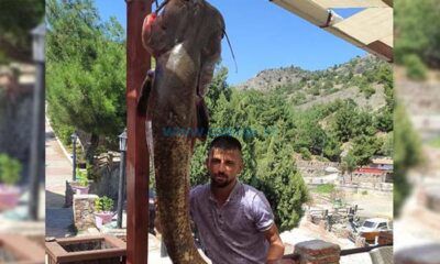 50 Kiloluk Dev Yayın Balığı Yakalandı