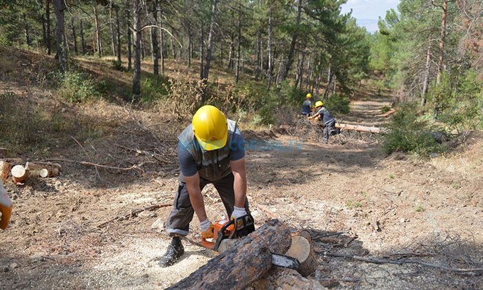 Bahabey Çamlığı’nda İstilacı Böceklerle Mücadele Başladı